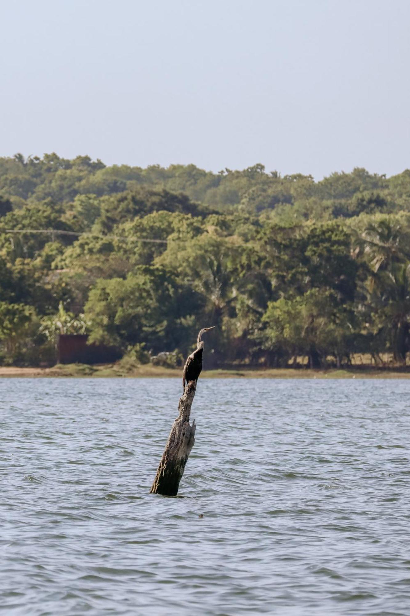 Saffron Lake Yala Tissamaharama Exterior foto
